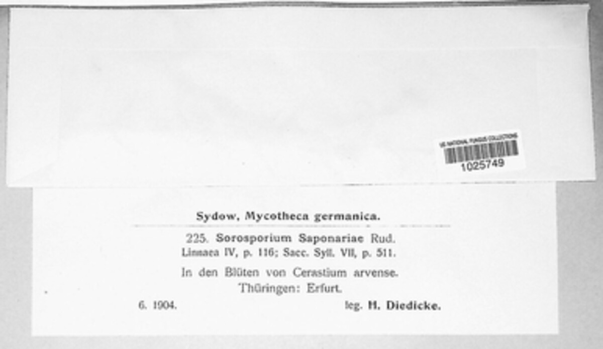 Thecaphora saponariae image